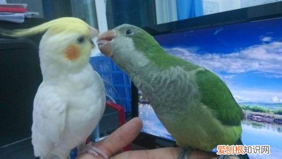 怎么教和尚鹦鹉说话,教和尚鹦鹉说话技巧