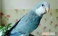 和尚鹦鹉会认人吗，和尚鹦鹉会认人吗为什么