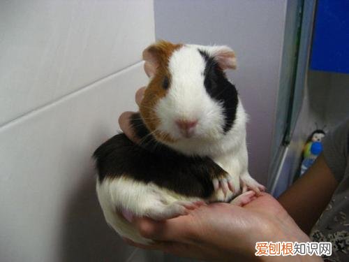 豚鼠装死症状，豚鼠装死有多长时间