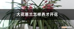 大花蕙兰怎样养才开花视频 大花蕙兰怎样养才开花