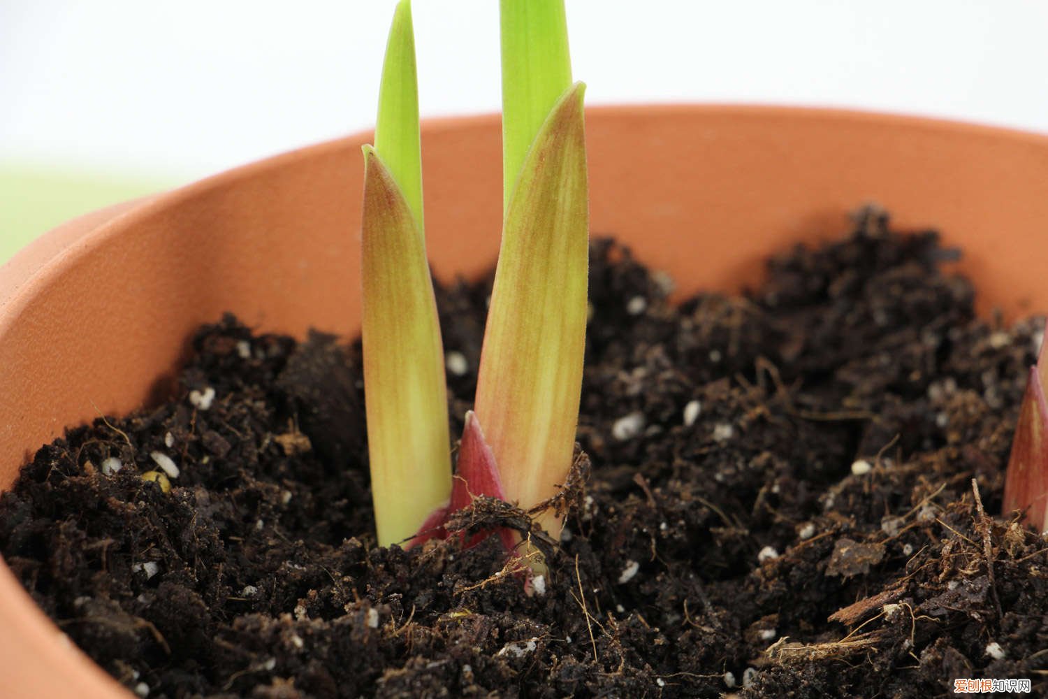 唐菖蒲种球种植方法和时间 唐菖蒲种球种植方法