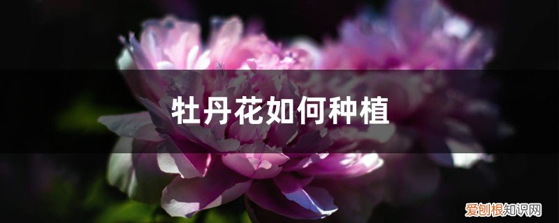 牡丹花什么季节种植怎么种植 牡丹花如何种植，什么时候种