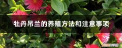 牡丹吊兰的养殖方法和注意事项夏天 牡丹吊兰的养殖方法和注意事项