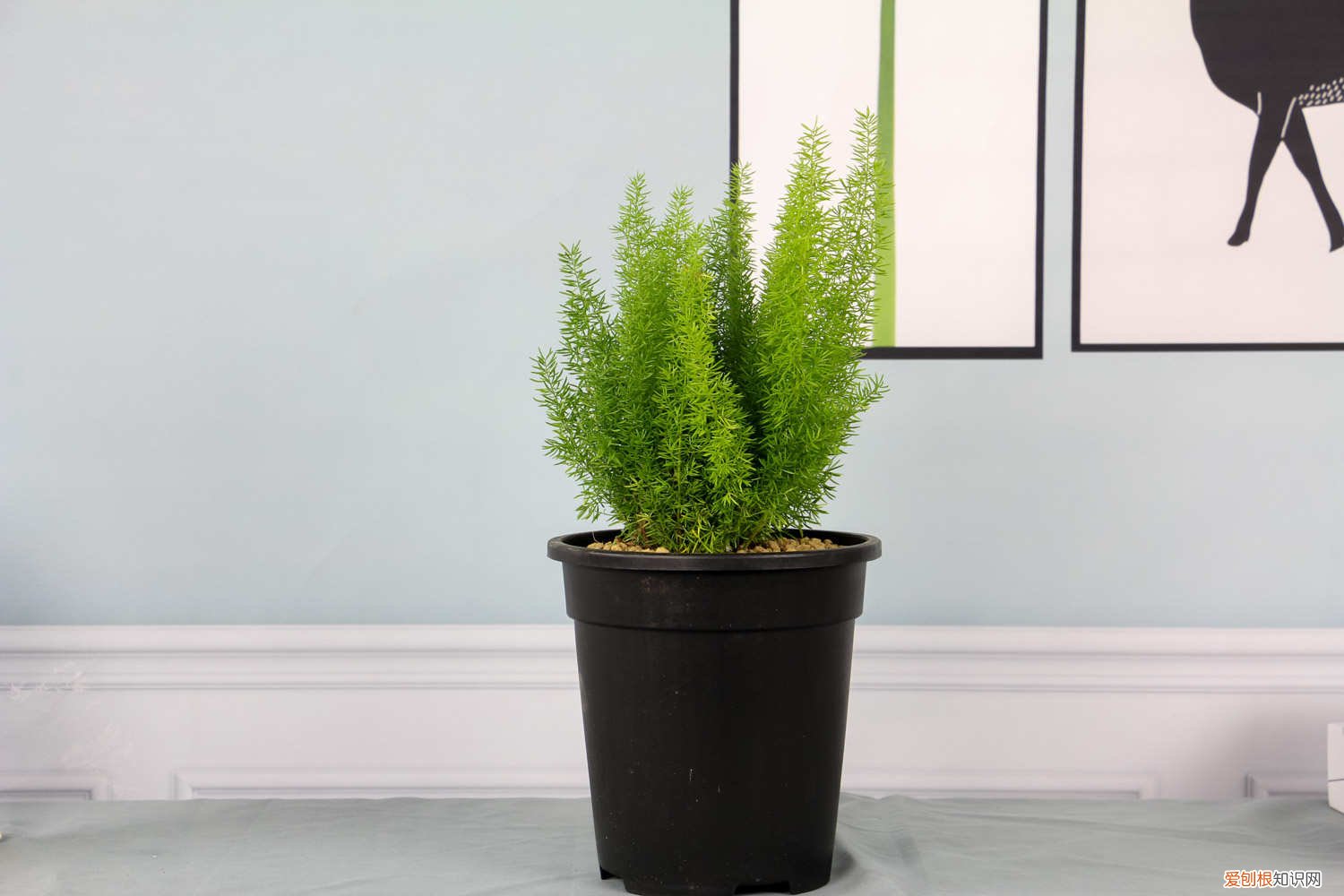 狐尾天门冬怎么把狐尾养的肥肥的 狐尾天门冬怎么养，养护知识