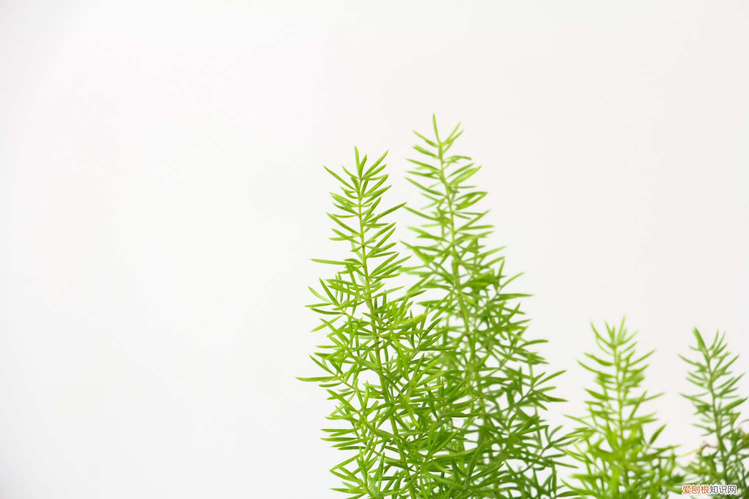 狐尾天门冬怎么把狐尾养的肥肥的 狐尾天门冬怎么养，养护知识