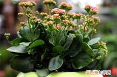 长寿花有了花苞怎样管理 长寿花掉花苞怎么办？从这四点找原因，就能解决！