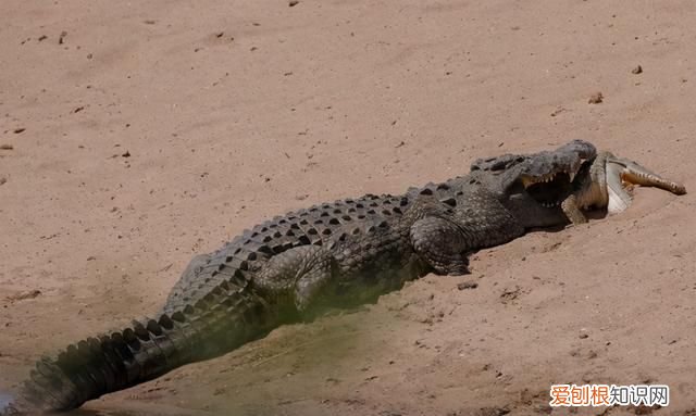 最凶猛的鳄鱼捕食动物