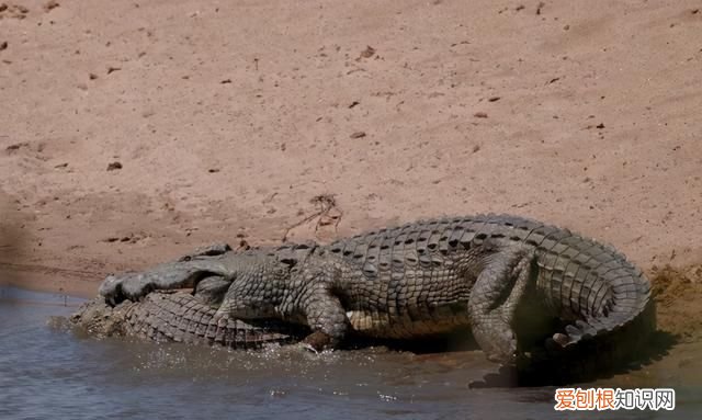 最凶猛的鳄鱼捕食动物
