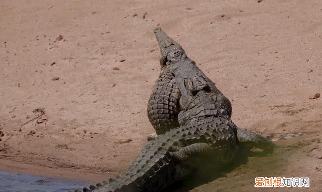 最凶猛的鳄鱼捕食动物