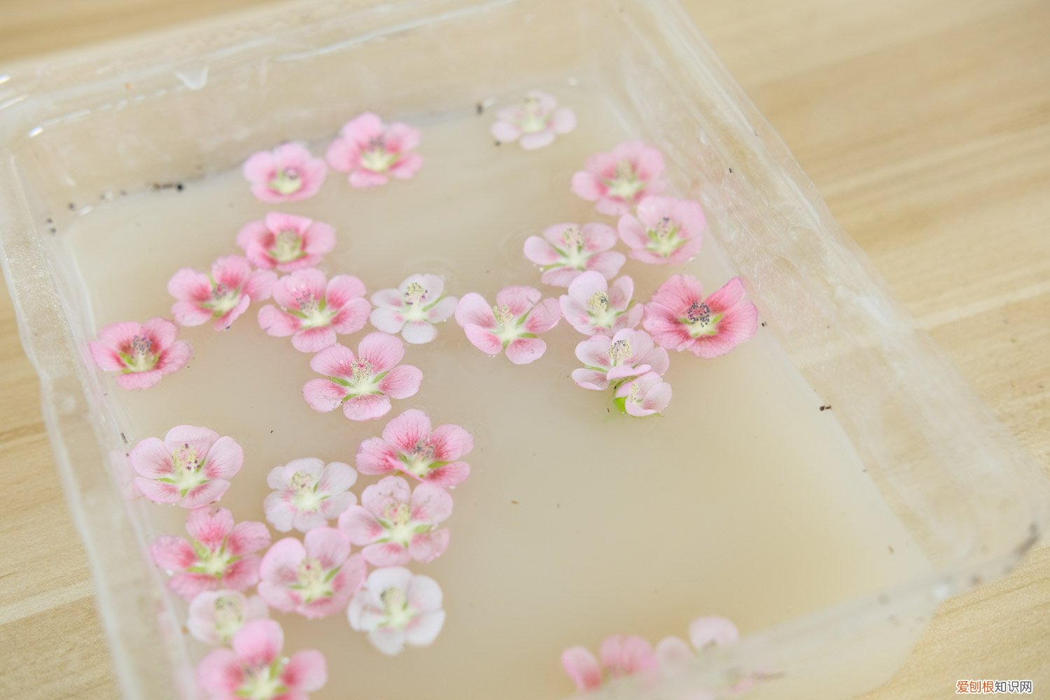 小木槿叶子枯什么原因,冬天落叶吗怎么办 小木槿叶子枯什么原因，冬天落叶吗