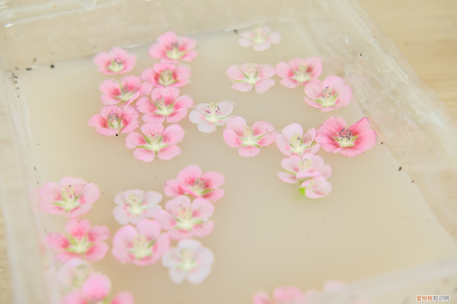 小木槿叶子枯什么原因,冬天落叶吗怎么办 小木槿叶子枯什么原因，冬天落叶吗