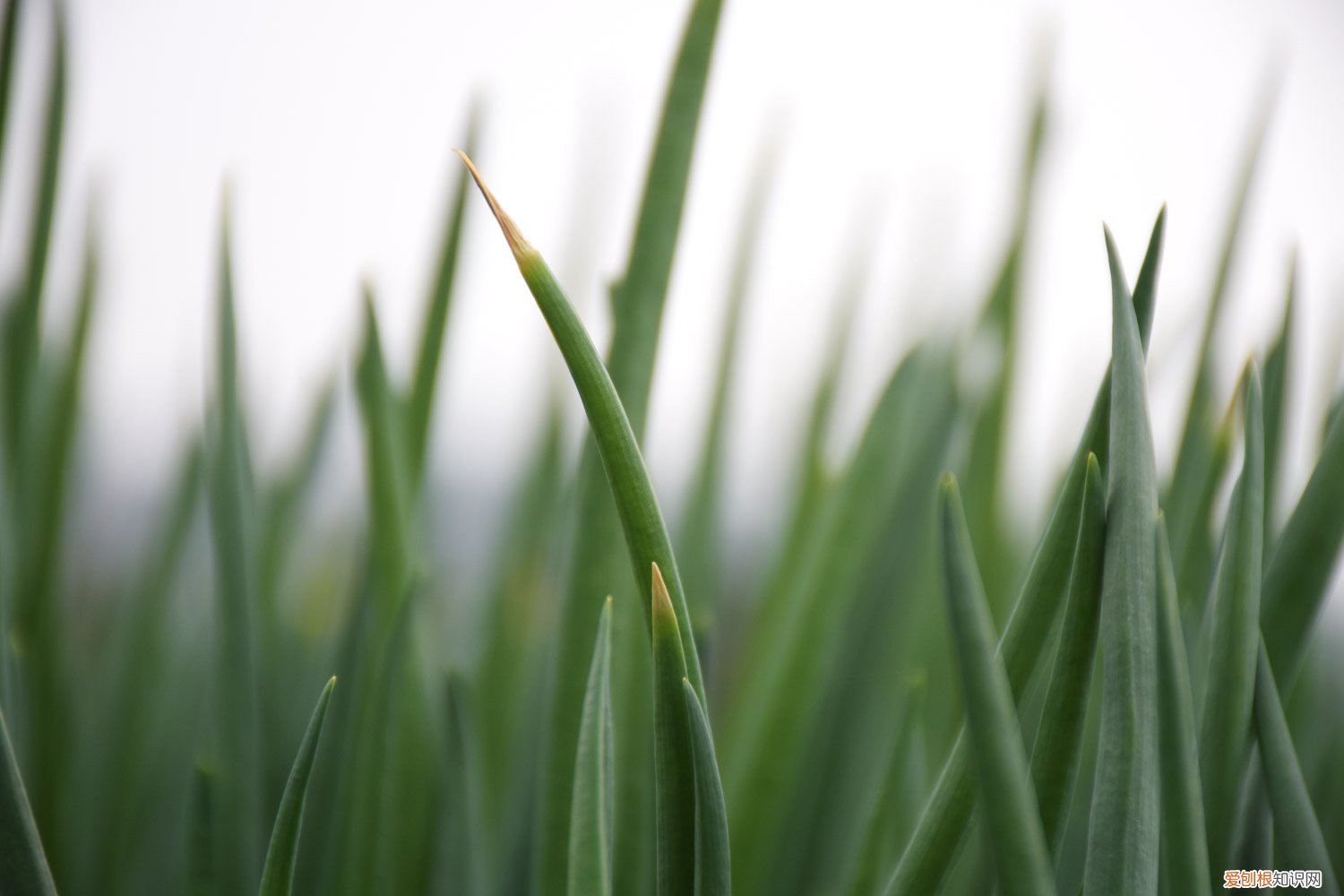 红葱头怎样种植 红葱头家庭种植方法，种植全过程
