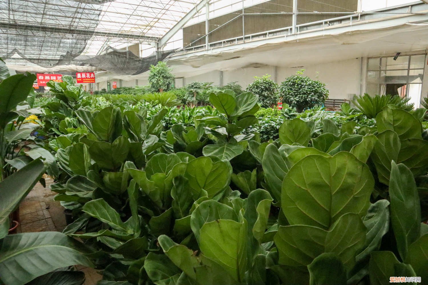 琴叶榕打顶要把叶子剪掉吗 琴叶榕怎样掐顶，修剪时间