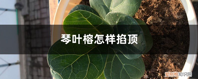 琴叶榕打顶要把叶子剪掉吗 琴叶榕怎样掐顶，修剪时间