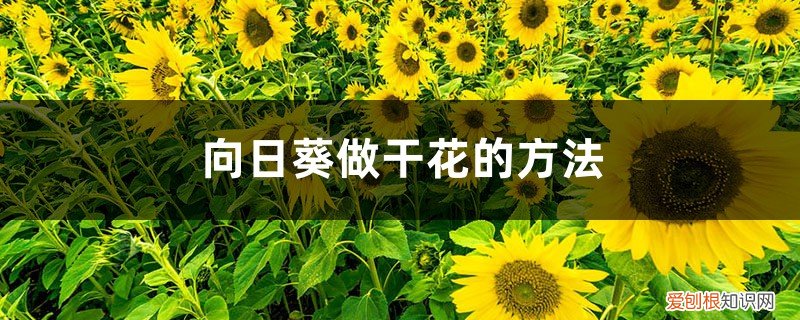 向日葵可以晒干当干花吗 向日葵做干花的方法，做干花可以晒吗