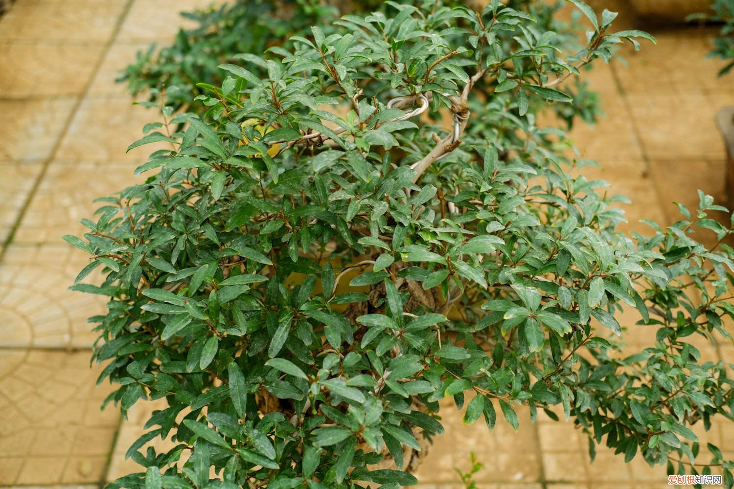 石榴树生桩多久发芽 石榴树老桩多久发芽，移盆注意事项