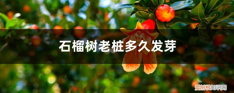 石榴树生桩多久发芽 石榴树老桩多久发芽，移盆注意事项