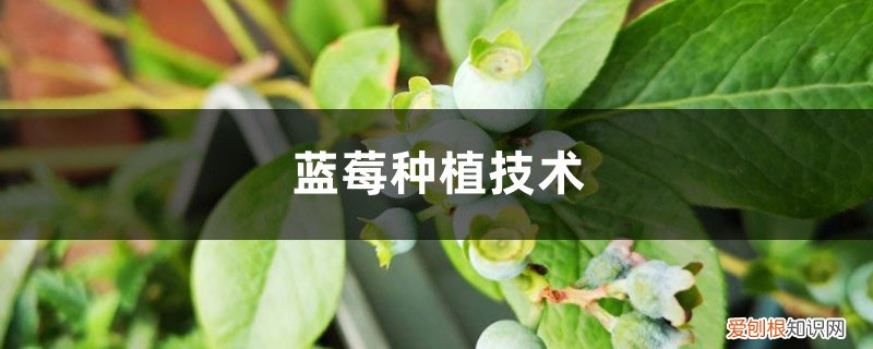 蓝莓种植条件与气候 蓝莓种植技术，种植气候要求