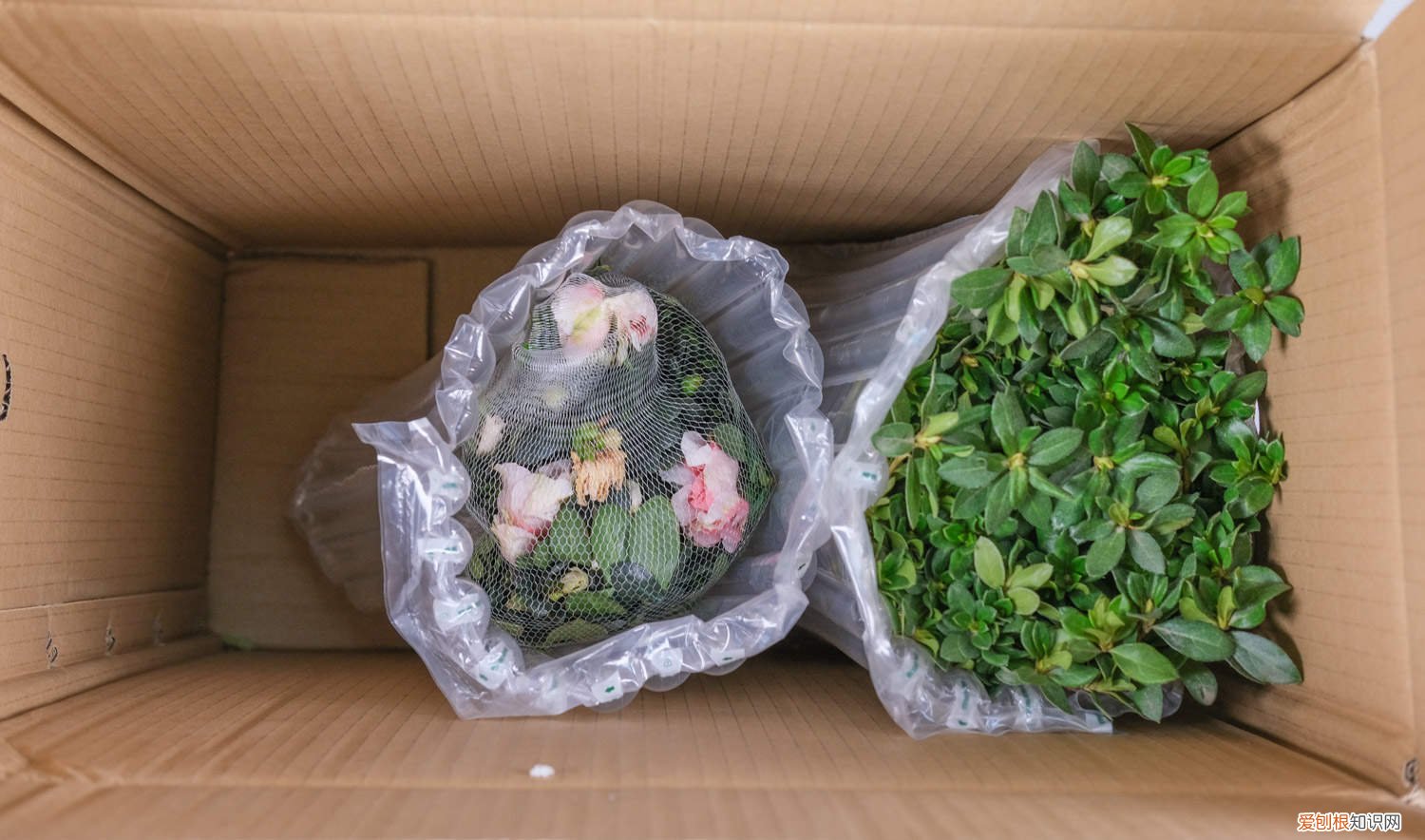 映山红夏天移栽行不行 映山红什么时候移栽好，移栽注意事项