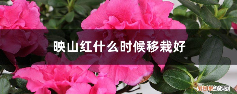 映山红夏天移栽行不行 映山红什么时候移栽好，移栽注意事项