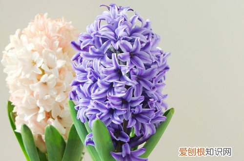 冬季好养的花 冬天家里养这几种花，从冬开到春，好养又好看！