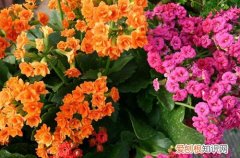 冬季好养的花 冬天家里养这几种花，从冬开到春，好养又好看！