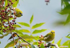 红胁绣眼鸟公母怎么分，绣眼怎么分辨公母鸟
