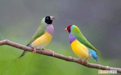 七彩文鸟是保护动物吗，五彩文鸟是保护动物吗