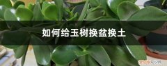 玉树夏季可以换盆和换土吗 如何给玉树换盆换土，换盆的时间