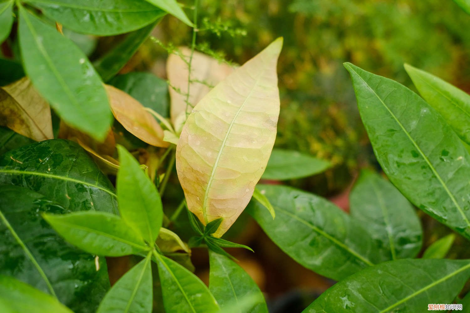 刚移植的发财树要怎样浇水 发财树移栽注意事项，移栽后如何浇水