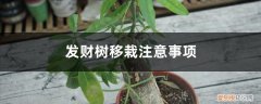 刚移植的发财树要怎样浇水 发财树移栽注意事项，移栽后如何浇水