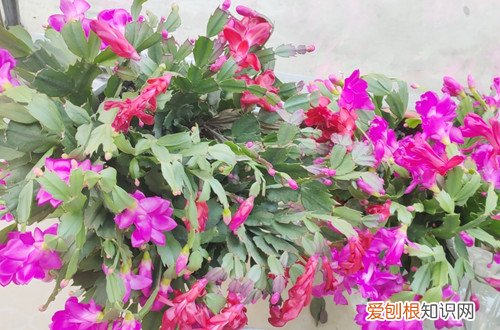 蟹爪兰冬季开花期叶片蔫了怎么办 冬天蟹爪兰开花为什么叶子打蔫？分析这几个原因，对照解决办法！