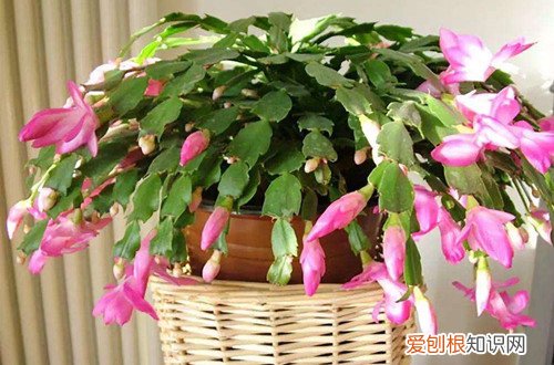 蟹爪兰冬季开花期叶片蔫了怎么办 冬天蟹爪兰开花为什么叶子打蔫？分析这几个原因，对照解决办法！