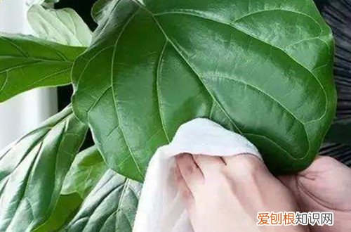 琴叶榕掉叶怎么办 琴叶榕掉叶子是什么原因？怎么救？