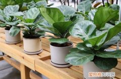 琴叶榕掉叶怎么办 琴叶榕掉叶子是什么原因？怎么救？