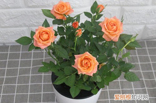 钻石玫瑰盆栽怎么养 钻石小玫瑰换盆后的养护很重要，养好了花开不停！