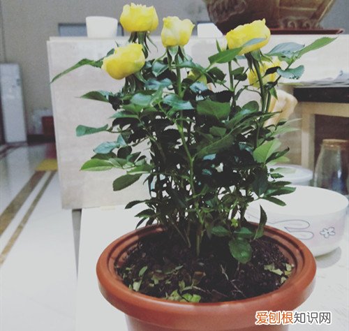 钻石玫瑰盆栽怎么养 钻石小玫瑰换盆后的养护很重要，养好了花开不停！