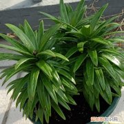 百合花花败后一直长的很旺盛怎么办?要处理吗视频 百合花花败后一直长的很旺盛怎么办？要处