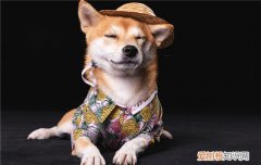 狗可不可以天天喂蛋黄 狗狗可不可以天天吃蛋黄