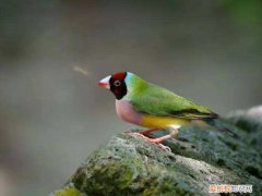 七彩文鸟品相，七彩文鸟品相鉴定