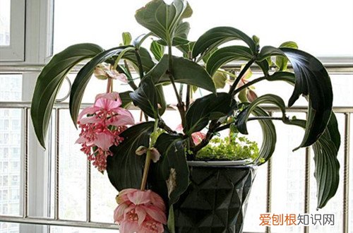 宝莲灯换盆时怎么浇水 怎么给宝莲灯换盆，换盆好经验分享给大家！