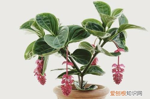 宝莲灯换盆时怎么浇水 怎么给宝莲灯换盆，换盆好经验分享给大家！