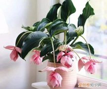 宝莲灯换盆时怎么浇水 怎么给宝莲灯换盆，换盆好经验分享给大家！