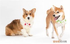 狗狗能不能两天洗一次澡 狗狗可不可以二天洗一次澡