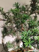 罗汉松叶子干枯是什么原因 罗汉松叶子干枯怎么办？注意这四点，晚了神仙也难救！