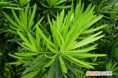 罗汉松叶子干枯是什么原因 罗汉松叶子干枯怎么办？注意这四点，晚了神仙也难救！