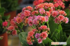 怎样养长寿花开花多 长寿花怎么养才能开花多多？注意这四点，新手也能养成一片花海！