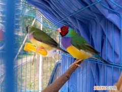 七彩文鸟怎么过冬，七彩文鸟冬天怎么养