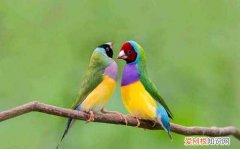 七彩文鸟能活几年，七彩鸟能活多少年