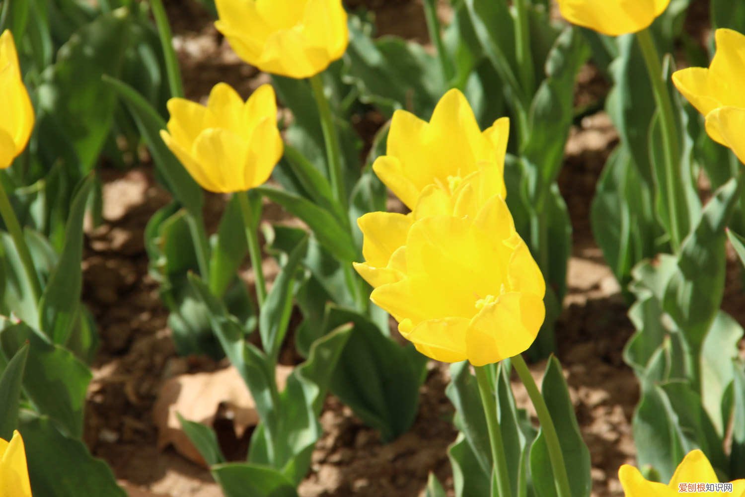 郁金香容易复花吗 原生郁金香复花好吗，每年都开花吗